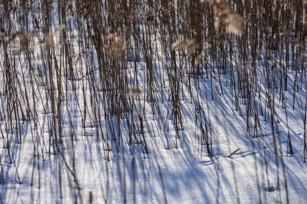 Old dry grass bents in winter — Stock Photo, Image