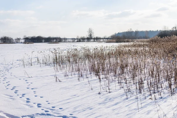 Altes trockenes Gras biegt sich im Winter — Stockfoto