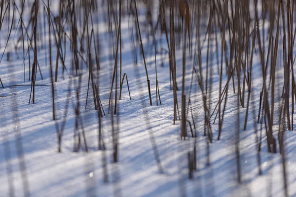 Старые сухие согнутые травы зимой — стоковое фото
