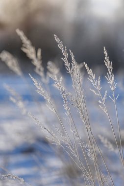 eski çim bents kışın kuru.