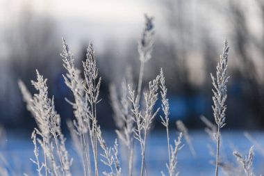 eski çim bents kışın kuru.