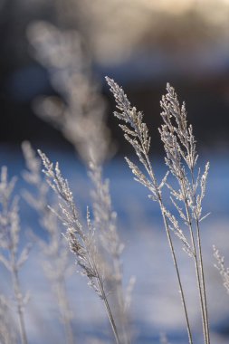 eski çim bents kışın kuru.