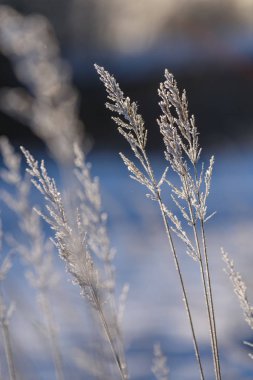 eski çim bents kışın kuru.