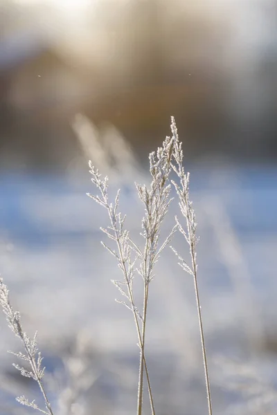 Velhas baías de grama seca no inverno — Fotografia de Stock