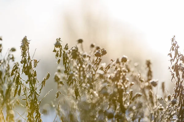 Vecchie curve di erba secca in inverno — Foto Stock