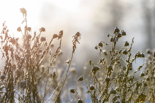 Oude droog gras struisgras in de winter — Stockfoto