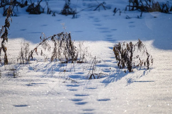 Sombras en la nieve. invierno en el campo —  Fotos de Stock