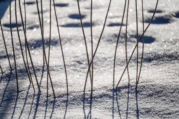 Старі сухі травинки взимку — стокове фото