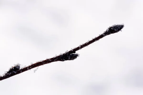 Vieille herbe sèche courbée en hiver — Photo