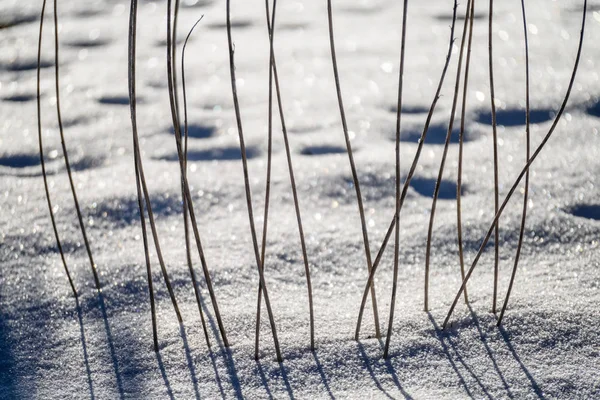 Viejas inclinaciones de hierba seca en invierno —  Fotos de Stock