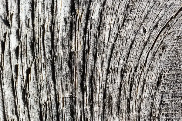 Struttura del vecchio albero — Foto Stock