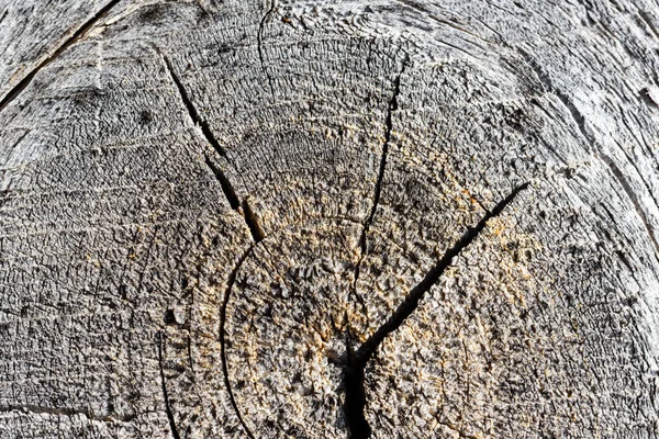 Textura del árbol viejo — Foto de Stock