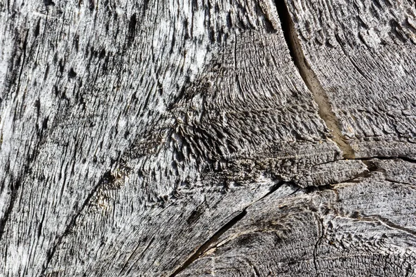 Textura del árbol viejo — Foto de Stock