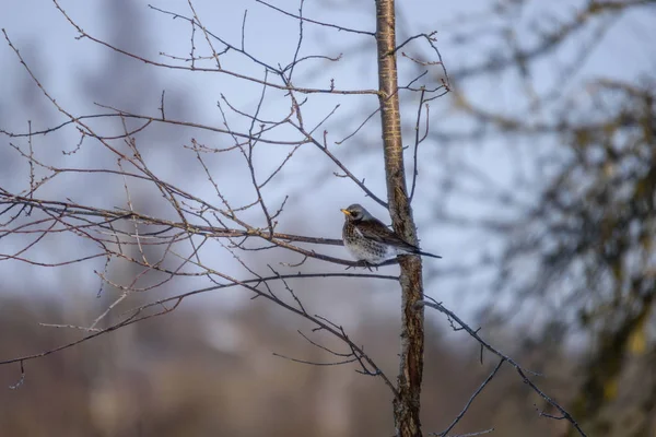 Gros oiseau dans l'arbre en hiver — Photo