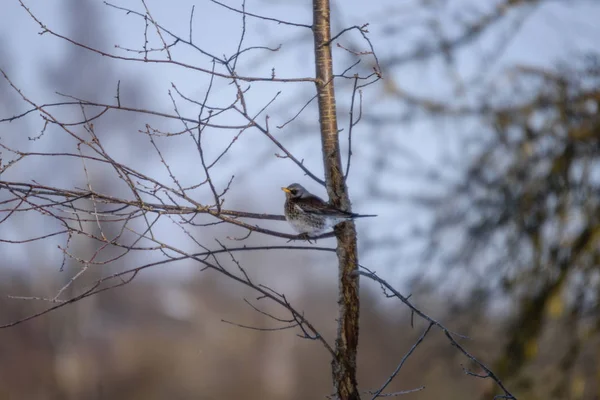 Vet vogel in de boom in de winter — Stockfoto