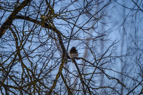 Kövér madár a fán, télen — Stock Fotó