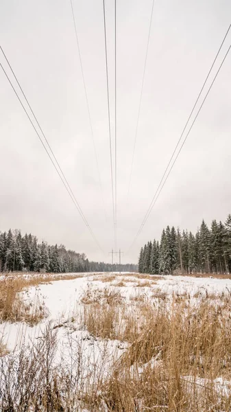 Kraftledningar i skogsområde — Stockfoto