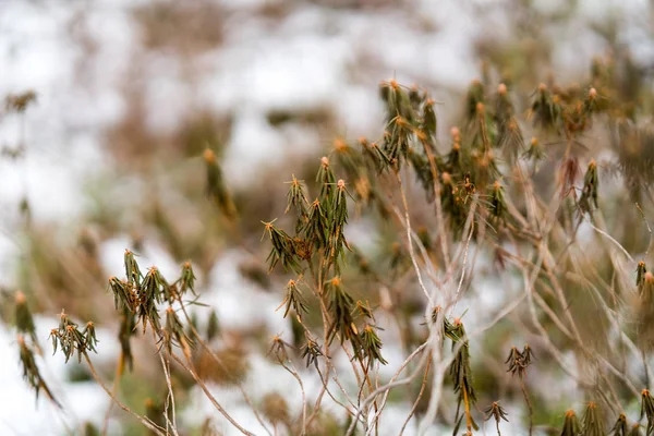 Altes trockenes Gras biegt sich im Winter — Stockfoto