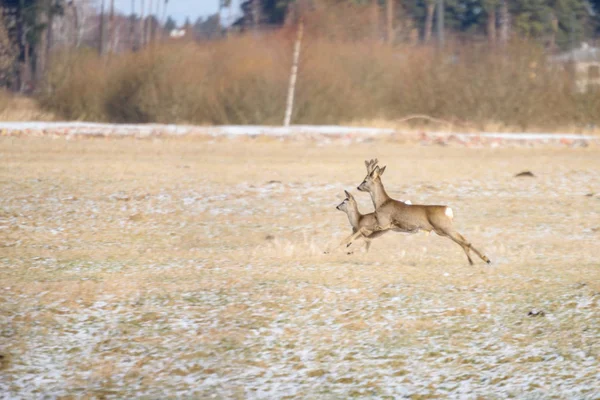 Cerfs sauvages courant sur le terrain — Photo