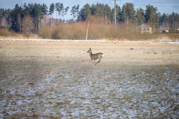 フィールドの上を実行している野生の鹿 — ストック写真