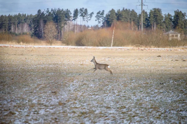 Wild deer running over the field — Stock Photo, Image