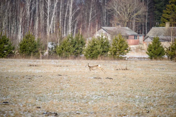 Cerfs sauvages courant sur le terrain — Photo