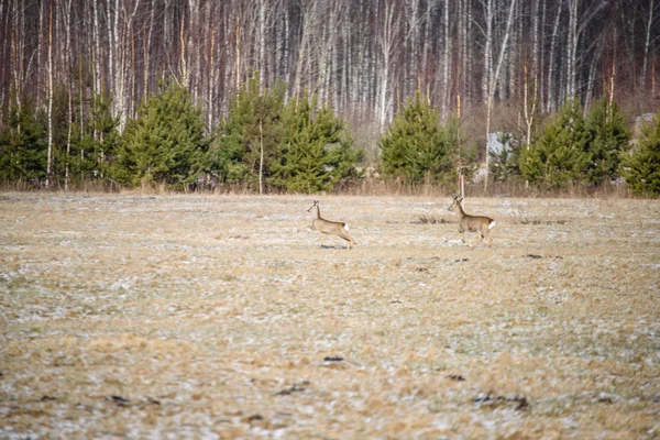 Cerfs sauvages courant sur le terrain — Photo