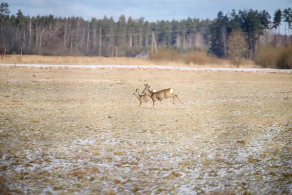 Cerfs sauvages courant sur le terrain — Photo