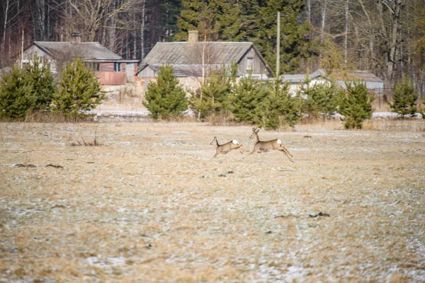 Cerfs sauvages courant sur le terrain — Photo