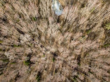 Drone görüntü. Yukarıdaki ormandan havadan görünümü ile uzun ağaçlar sh