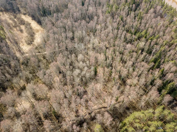 无人机图像。长 sh 树上的森林鸟瞰图 — 图库照片