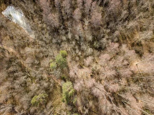 Imagem de drone. vista aérea da floresta de cima árvores com sh longo — Fotografia de Stock