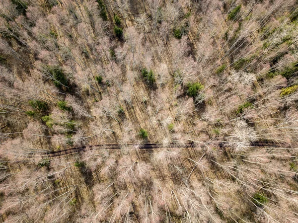 Imagem de drone. vista aérea da floresta de cima árvores com sh longo — Fotografia de Stock