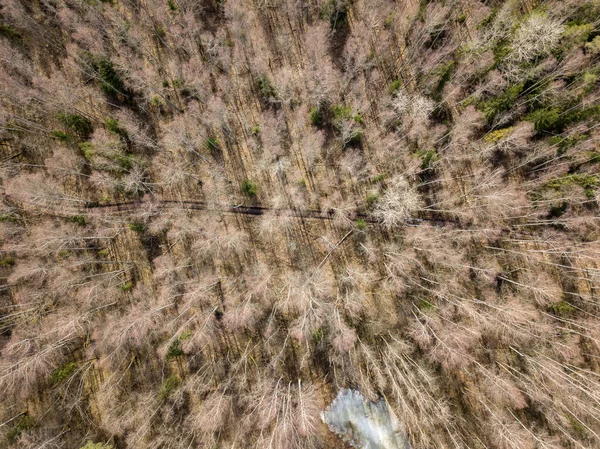 Drone görüntü. Yukarıdaki ormandan havadan görünümü ile uzun ağaçlar sh — Stok fotoğraf