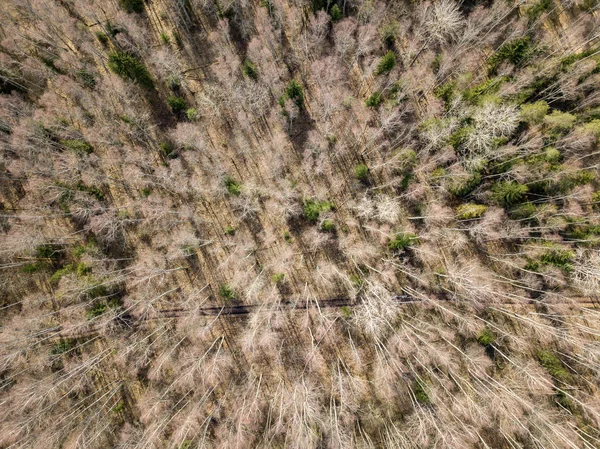 Κηφήνας εικόνα. Αεροφωτογραφία του δάσους από ψηλά δέντρα με μακρά sh — Φωτογραφία Αρχείου