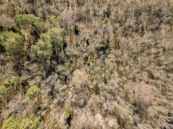 Изображение дрона. с высоты птичьего полета над деревьями — стоковое фото