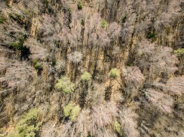 Imagem de drone. vista aérea da floresta de cima árvores com sh longo — Fotografia de Stock
