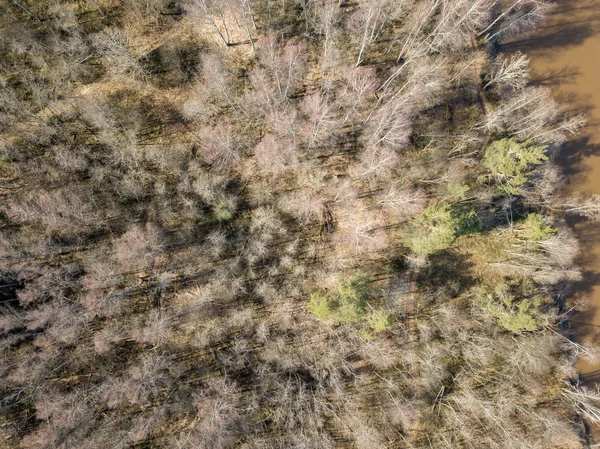 无人机图像。长 sh 树上的森林鸟瞰图 — 图库照片