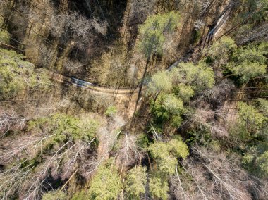 Drone görüntü. Yukarıdaki ormandan havadan görünümü ile uzun ağaçlar sh