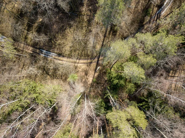 Зображення безпілотника. вид з повітря на ліс над деревами з довгим швом — стокове фото
