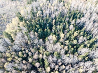 Drone görüntü. Orman ağaçları ve sha ile kırsal bölgenin havadan görünümü