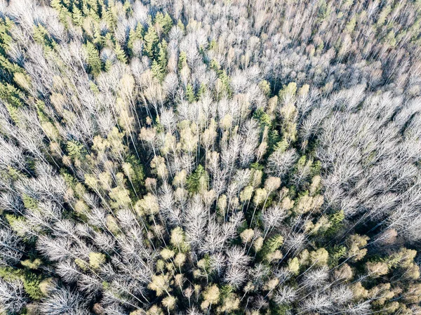 无人机图像。森林树木与沙的乡村鸟瞰图 — 图库照片
