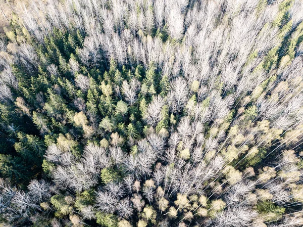 无人机图像。森林树木与沙的乡村鸟瞰图 — 图库照片