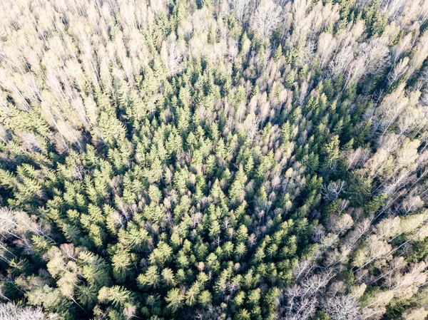 Drohnenbild. Luftaufnahme der ländlichen Gegend mit Waldbäumen und Sa — Stockfoto