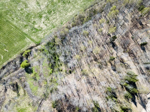 Drone obrazu. Widok z lotu ptaka z obszarów wiejskich z pól i lasów i — Zdjęcie stockowe