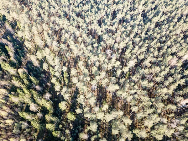 Imagem de drone. vista aérea da área rural com árvores florestais e sha — Fotografia de Stock