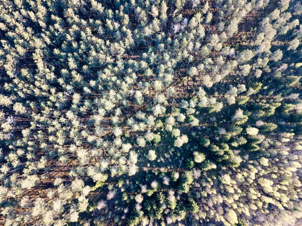 Imagen del dron. vista aérea de la zona rural con árboles forestales y sha —  Fotos de Stock