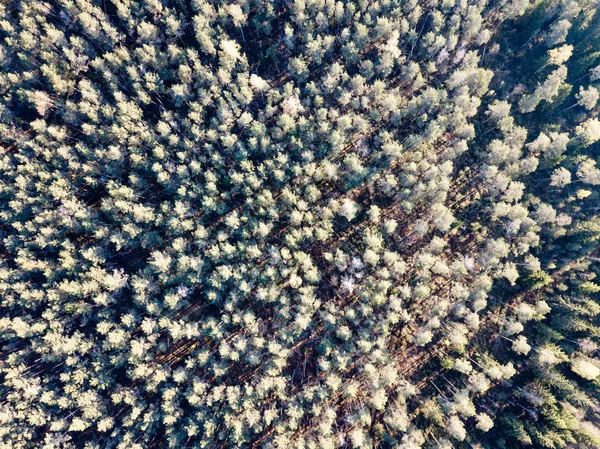 Drone kép. a légi felvétel a vidéki terület, erdei fák és a rendszerállapot-ügynök — Stock Fotó