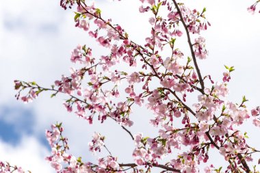 Sakura Çiçeği ya da Kiraz Çiçeği Güzel Doğa Arkaplanı