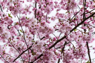 Sakura Çiçeği ya da Kiraz Çiçeği Güzel Doğa Arkaplanı